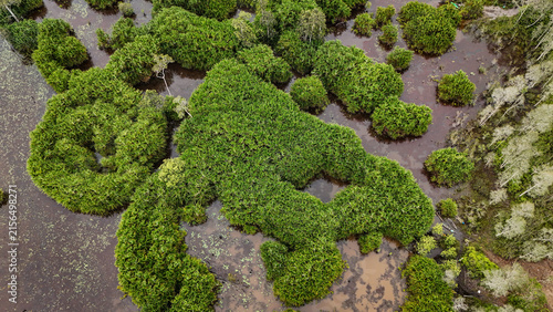 green moss on the tree