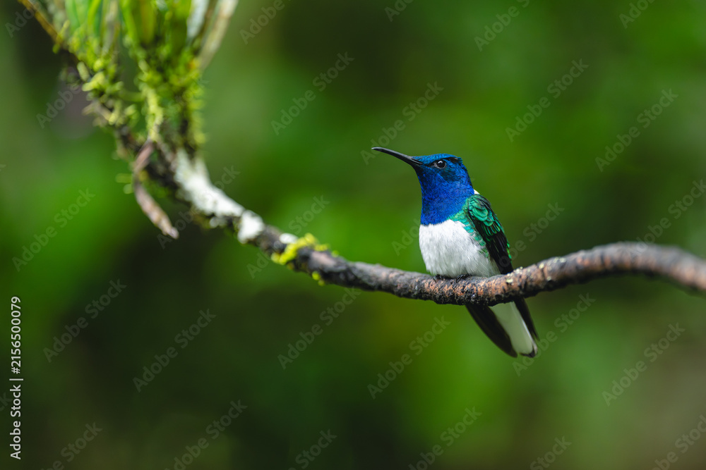 Obraz premium Male white-necked jacobin on branch in forest