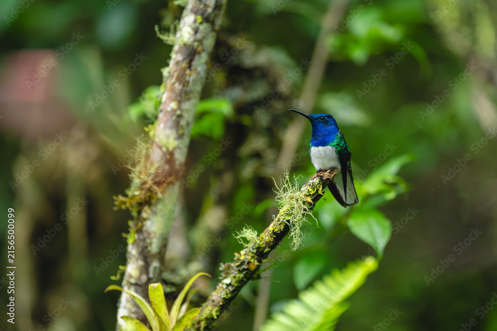 Naklejka premium Male white-necked jacobin on branch in jungle