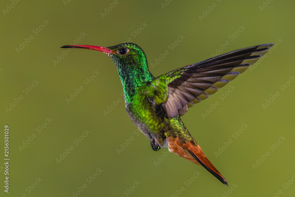 Naklejka premium Rufous-tailed hummingbird hovers against green background bokeh