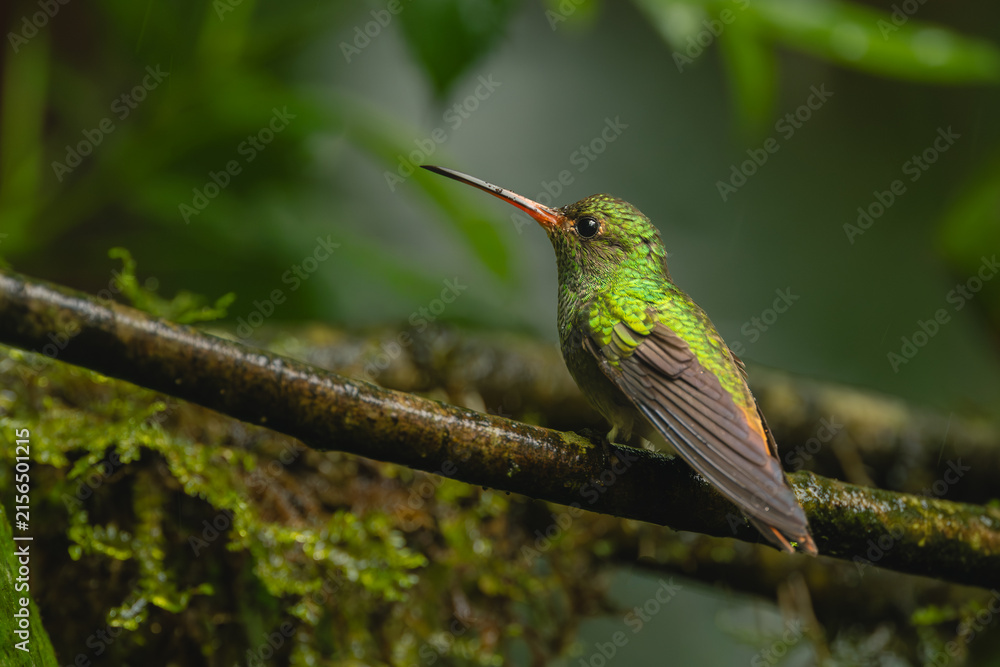 Naklejka premium Rufous-tailed hummingbird in jungle on wet branch