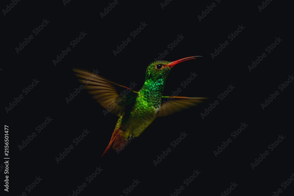 Naklejka premium Rufous-tailed hummingbird spreads wings against black background