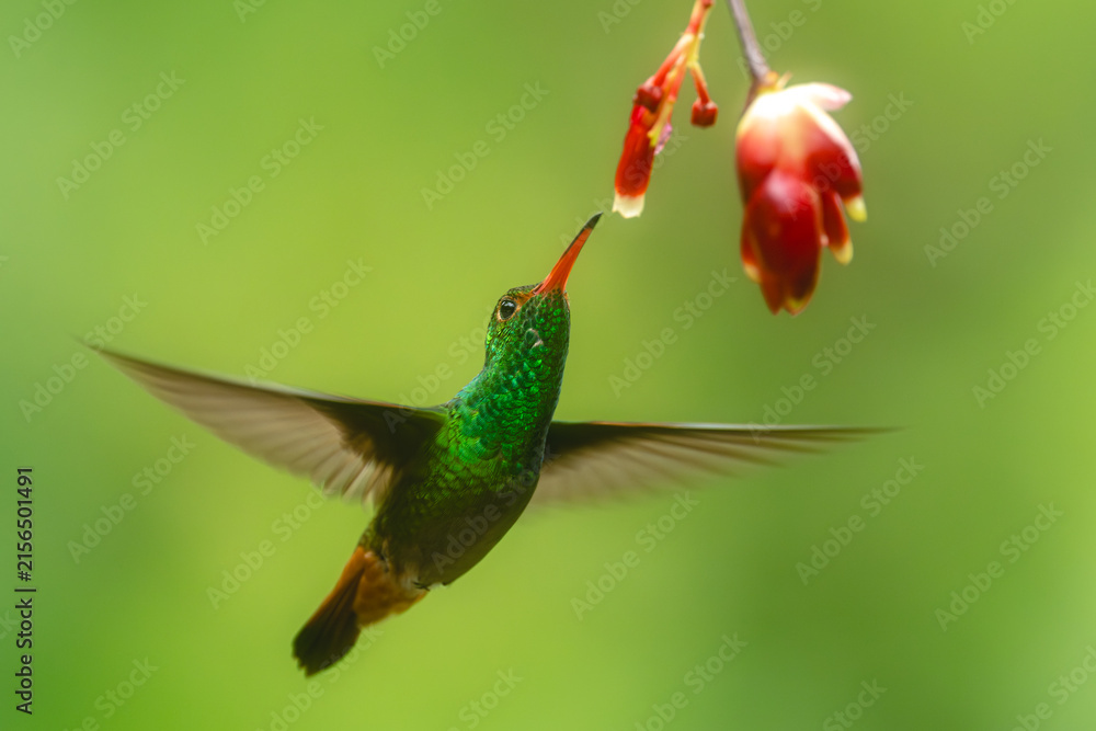 Naklejka premium Rufous-tailed hummingbird spreads wings feeding from flower