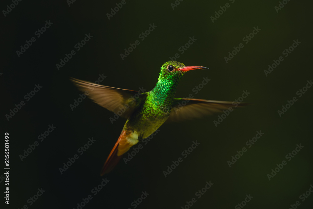 Naklejka premium Rufous-tailed hummingbird spreads wings with green background