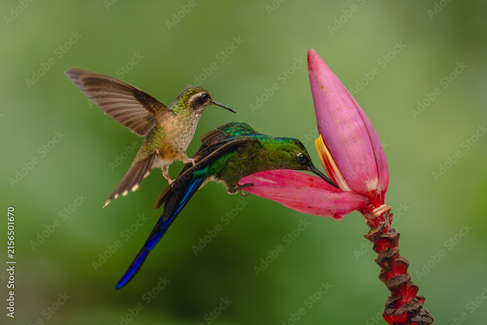 Naklejka premium Speckled hummingbird on violet-tailed sylph on flower