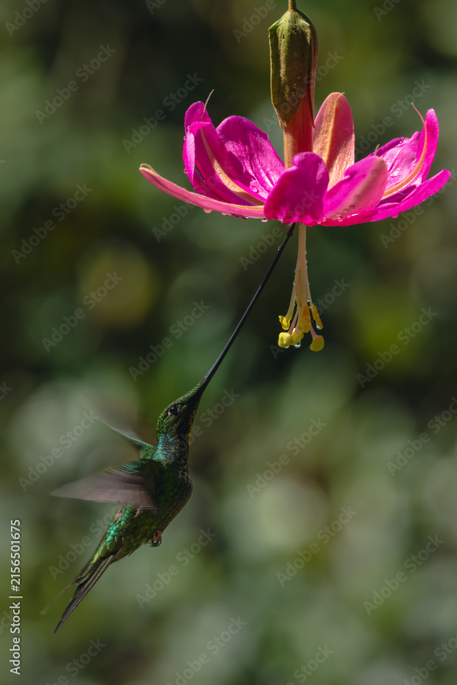 Naklejka premium Sword-billed hummingbird hovers drinking from pink flower