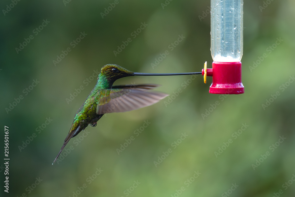Naklejka premium Sword-billed hummingbird hovers with beak in feeder