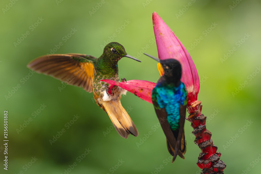 Naklejka premium Velvet-purple and buff-tailed coronets on banana flower