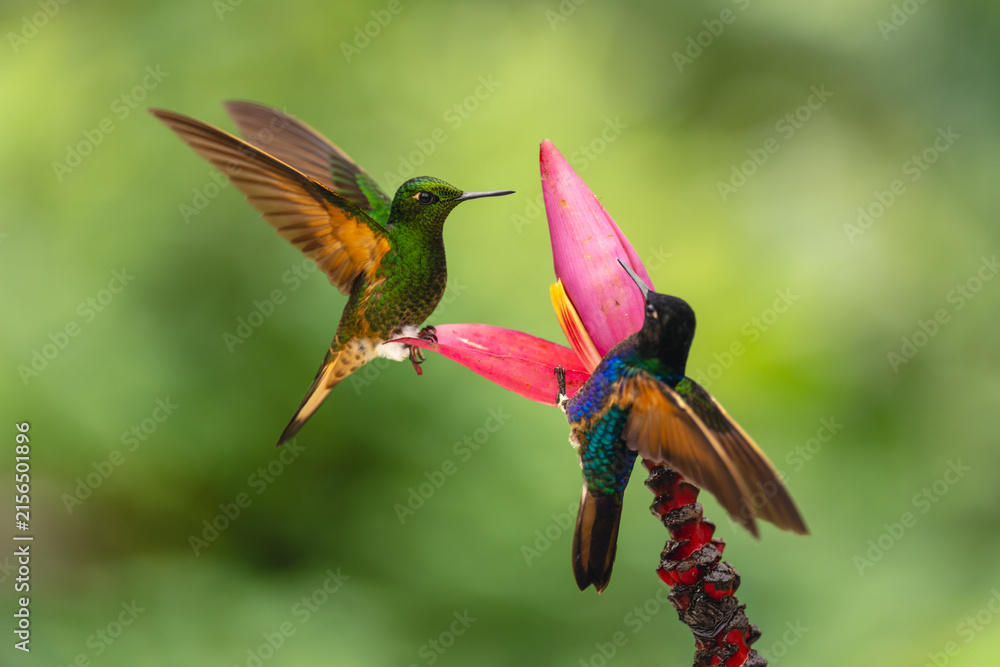 Naklejka premium Velvet-purple and buff-tailed coronets squabble on flower
