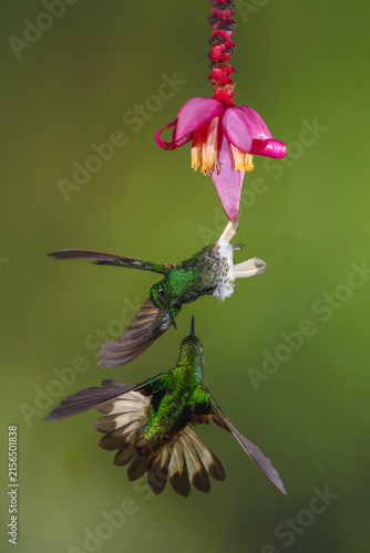 Bild auf Leinwand Two buff-tailed coronets squabble under banana flower