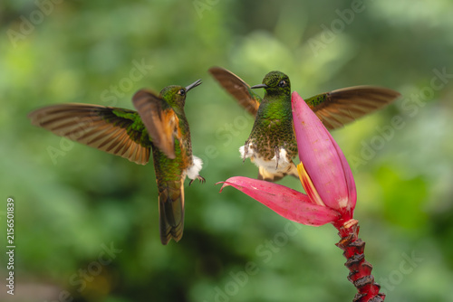 Fototapeta Two buff-tailed coronets squabble over banana flower