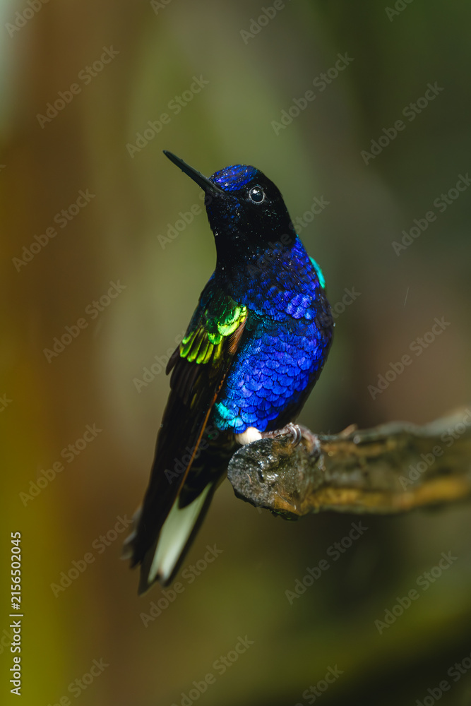 Naklejka premium Velvet-purple coronet turns head on broken branch