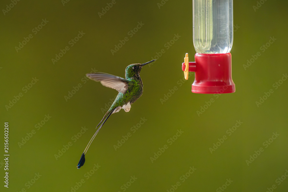 Naklejka premium White-booted racket-tail hovers lifting wings near feeder