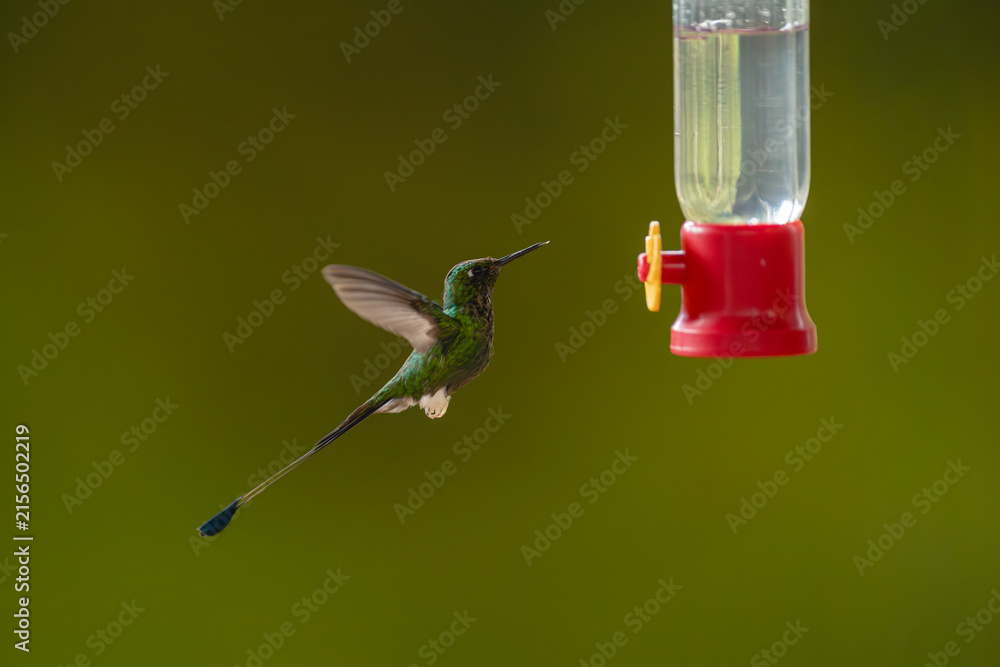 Naklejka premium White-booted racket-tail hovers raising wings near feeder