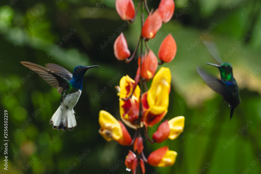 Naklejka premium White-necked jacobin and crowned woodnymph circle flowers