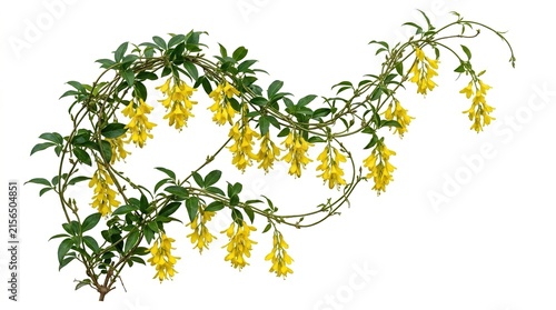 Yellow laburnum flowers on green vine, golden chain tree blossoms isolated on white, spring floral branch for garden design