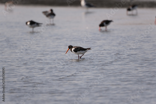 Fotografía Eurasian oystercatcher wading on a tidal flat in autumn