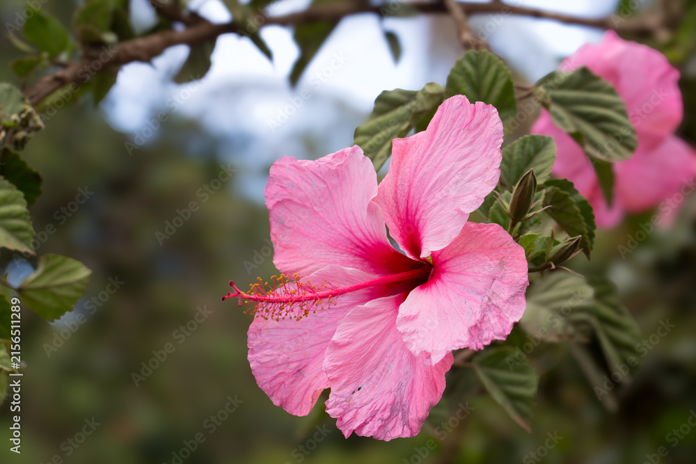 Obraz premium Pink hibiscus flower blooming on a green bush in a tropical garden setting with hibiscus, tropical