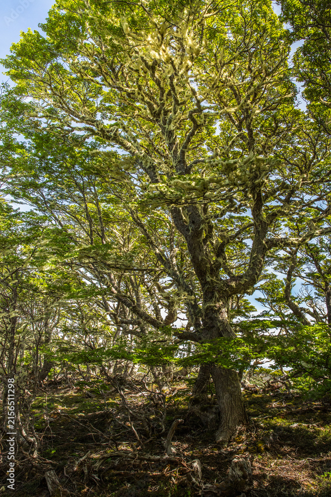 Fototapeta premium Evergreen beech forest near foot of Andes mountains, Patagonia, Argentina, South America, chile