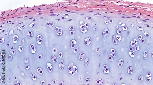 Microscopic view of hyaline cartilage tissue showing chondrocytes in lacunae.