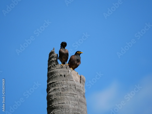 Photography Two myna birds are standing on the stump of a coconut palm tree with blue sky in