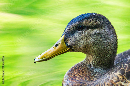Wildlife on Mreznica river in Croatia, close-up portrait of wild ducks swimming on green water surface in summer