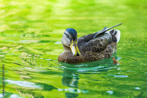 Wildlife on Mreznica river in Croatia, wild ducks swimming on green water surface in summer
