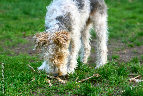 Bild auf Leinwand Shaggy funny Airedale Terrier dog on walk in green meadow