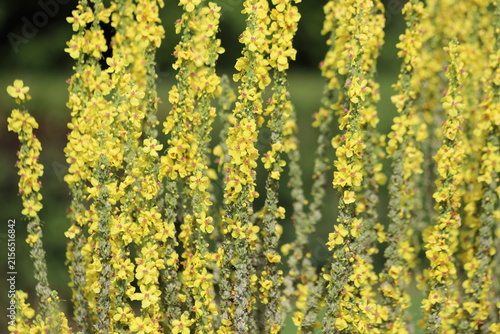 Verbascum phlomoides, commonly called orange mullein or wooly mullein.