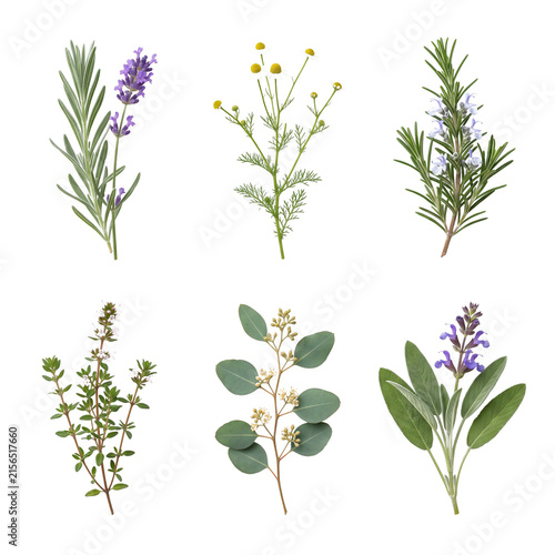 Assorted Fresh Herbs and Botanical Illustrations on transparent background.