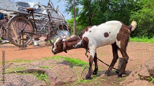Domestic indian goat grazing green fodder in rural village farm environment