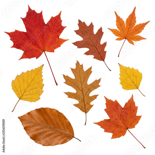 Colorful eight autumn leaves collection on transparent background.