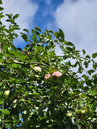 Фотография Close-up of several ripe pink-green apples hanging on a branch among leaves against a blue sky