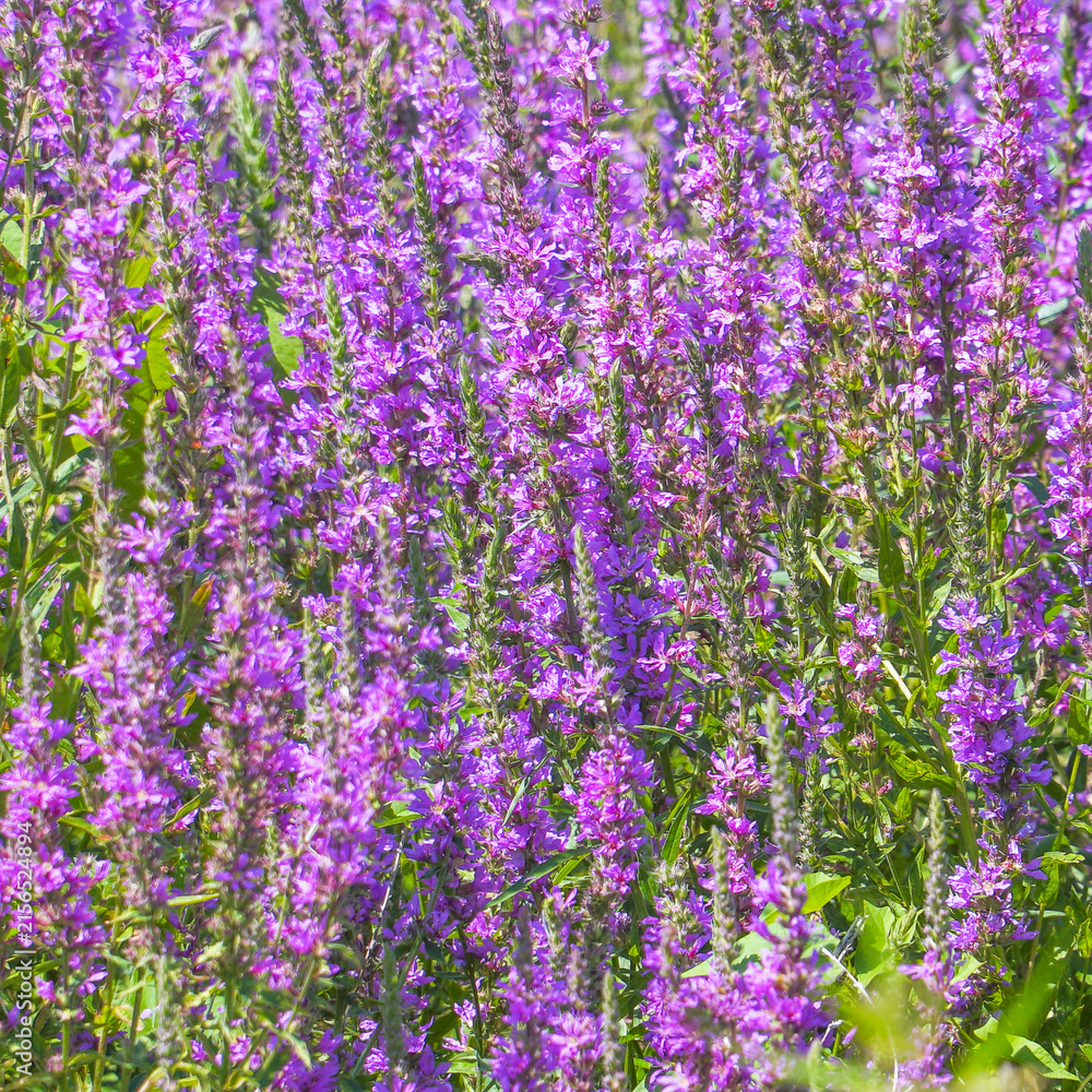 Obraz premium Purple loosestrife flowers blooming in a meadow