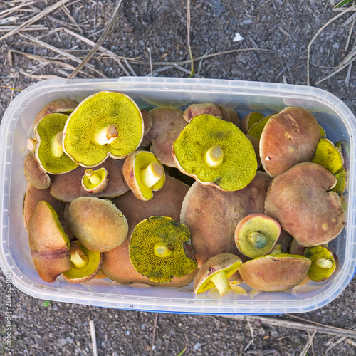 Freshly harvested mushrooms in a plastic container