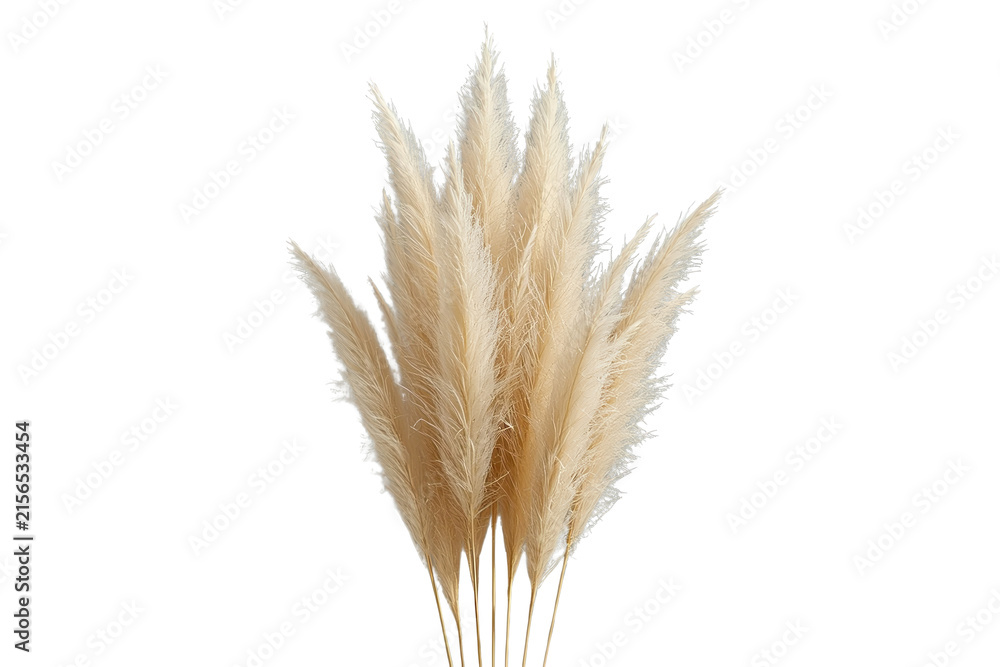 Fototapeta premium Upright bunch of pale beige pampas grass with dense plumes