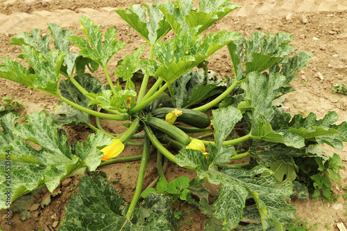 Green zucchini growing in a garden
