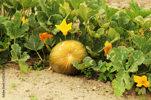 Pumpkin in a garden bed in Denmark, August