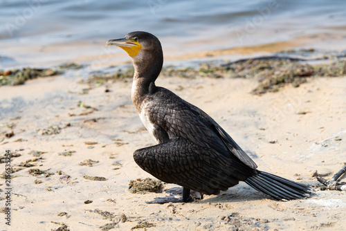 Принти на полотні Indian cormorant standing on sandy beach near water in Sri Lanka