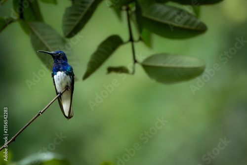 White necked jacobin hummingbird perched on a thin twig