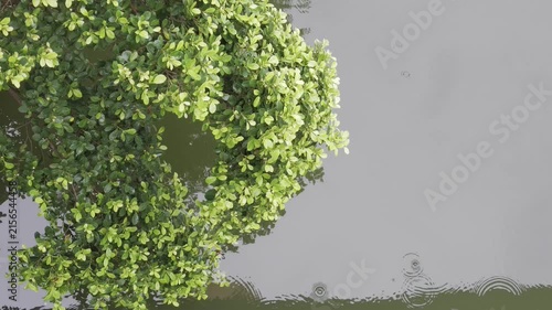 green tree background