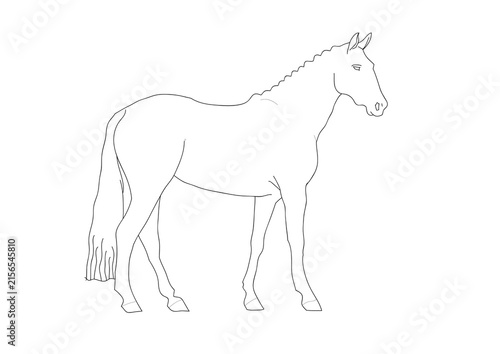 vector illustration of a horse