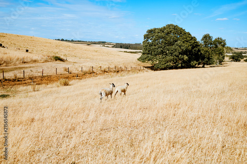 Pair of sheep crossing dry grass hillside in countryside