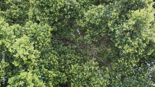 green moss background