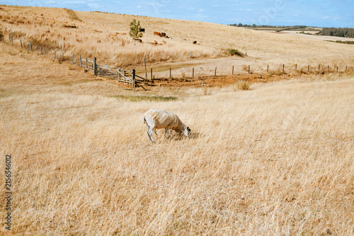 Sheep grazing on dry pasture during summer drought in rural countryside