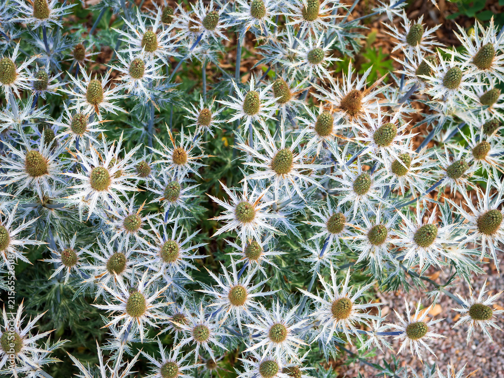 Fototapeta premium Blue sea holly Eryngium with spiky silver-blue flower heads in a garden. Drought-tolerant ornamental perennial ideal for landscaping, pollinator gardens, floristry and botanical designs.