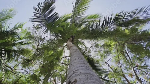 coconut palm tree
