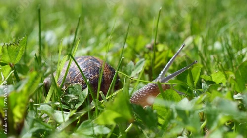 Garden snail crawls through lush grass and clover