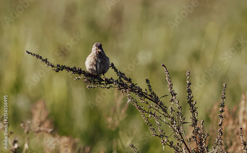 Bild auf Leinwand Small brown bird perched on a dry plant stalk in a field
