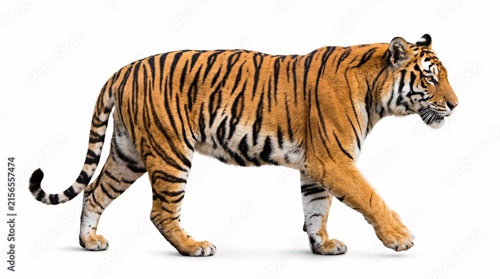 Fototapeta premium Majestic adult Bengal tiger actively walking in profile view, isolated on a white background.